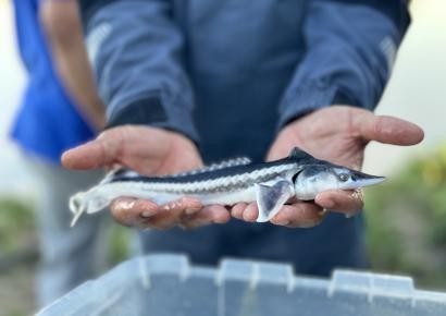ТОО «Магистральный Водовод» продолжает вносить вклад в сохранение биоразнообразия Каспийского бассейна