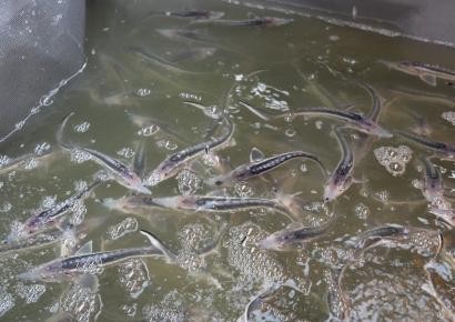 ТОО «Магистральный водовод» выпустила в реку Кигаш 23,6 тыc. молоди белуги